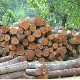 Công Ty Cổ Phần Chế Biến Lâm Sản Quảng Ninh