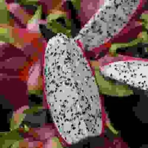 Nông Sản S Farm Việt Nam – Công Ty TNHH Xuất Nhập Khẩu S Farm Việt Nam