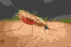 Công Ty TNHH Thương Mại Dịch Vụ Trừ Mối Và Côn Trùng Hà Lan