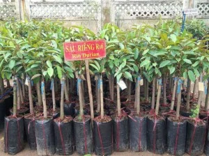 Cây Giống Nông Trang – Công Ty TNHH MTV Nông Trang Island