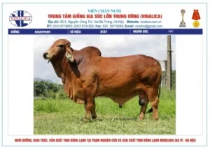 Trung Tâm Giống Gia Súc Lớn Trung ương