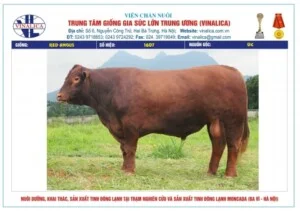 Trung Tâm Giống Gia Súc Lớn Trung ương