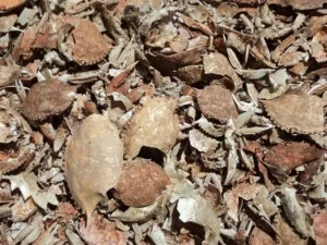Vo Cua Ghe 20dried20crab20shell