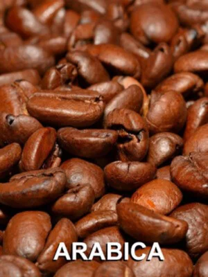 Arabica