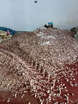 Bột Cá Trần Đỗ Gia Hân – Công Ty TNHH MTV Trần Đỗ Gia Hân