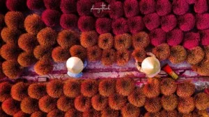 Công Ty TNHH Sáu Nho