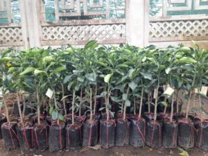 Cây Giống Nông Trang – Công Ty TNHH MTV Nông Trang Island