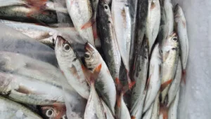 Thủy Hải Sản Hồng Phát – Công Ty TNHH Dịch Vụ Sản Xuất Hồng Phát