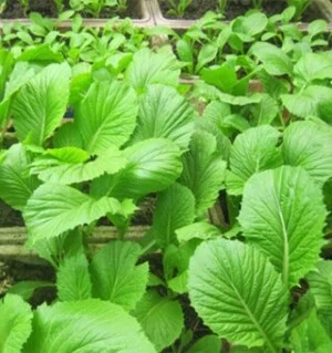 Nông Sản Đất Xanh – Công Ty TNHH Nông Sản Và Thực Phẩm Đất Xanh