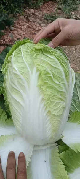 Nông Sản Hoàng Nam Phát – Hợp Tác Xã Hoàng Nam Phát