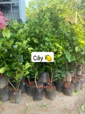 Cay20chanh