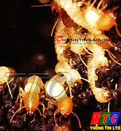 Thông Tín – Công Ty TNHH Tư Vấn Thương Mại Dịch Vụ Thông Tín