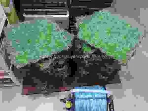 Cỏ Nhân Tạo Quang Tuyến – Công Ty TNHH Thể Thao Quang Tuyến