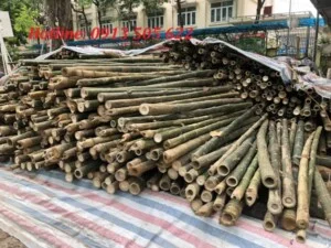 Cọc Tre, Cọc Bê Tông Hà Nội  – Công Ty TNHH Cọc Tre Và Cọc Bê Tông Hùng Mai