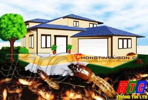 Thông Tín – Công Ty TNHH Tư Vấn Thương Mại Dịch Vụ Thông Tín