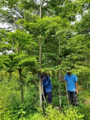 Cây Xanh An Khang – Công Ty TNHH Dịch Vụ Và Kỹ Thuật An Khang