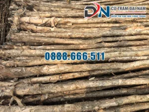 Cừ Tràm Đại Nam