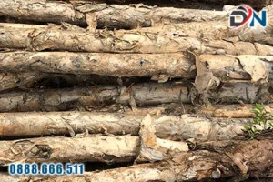 Cừ Tràm Đại Nam