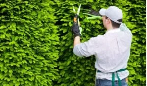 Dịch Vụ Cây Xanh Hồ Chí Minh – Công Ty TNHH Vệ Sinh Cây Xanh Miền Nam