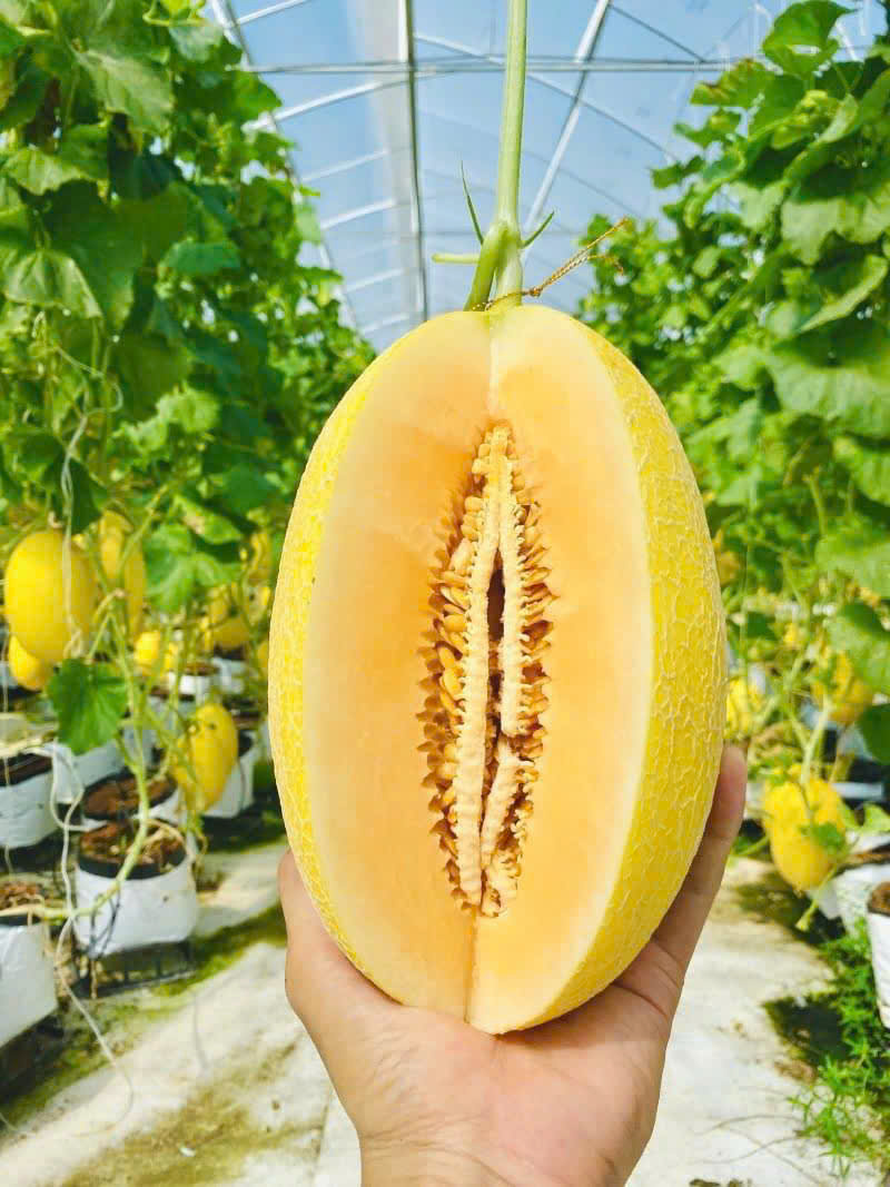 Nông Sản A&F – Công Ty TNHH Phát Triển A&F Việt Nam