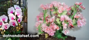 Công Ty Đất Sét Nhật Thái