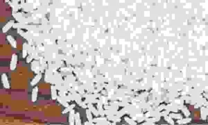 Gạo Nhật Minh – Công Ty TNHH TRADING & SERVICE Nhật Minh