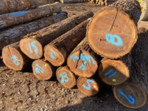 Gỗ Minh Tâm – Công Ty Cổ Phần Gỗ Minh Tâm