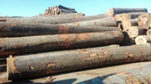 Gỗ Cung Việt – Công Ty TNHH Cung Việt