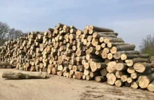 Gỗ Cung Việt – Công Ty TNHH Cung Việt