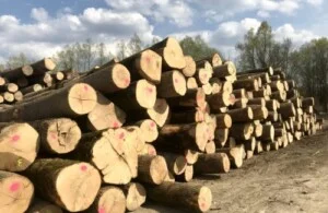 Gỗ Cung Việt – Công Ty TNHH Cung Việt