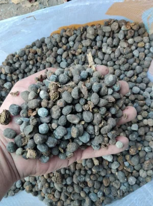 Đất Sạch Tiền Giang – Chi Nhánh Cơ Sở Sản Xuất Vạn Phát