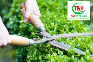 Công Ty Cổ Phần Dịch Vụ T&H Việt Nam