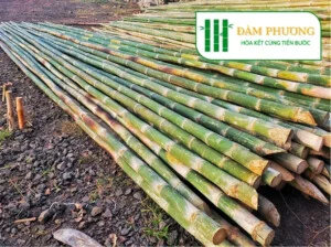 Nhà Cung Cấp Tre Tầm Vông Đàm Phương