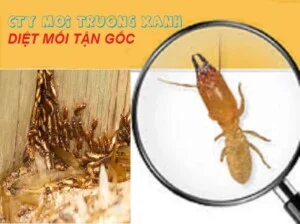 Diet20moi20tan20goc1