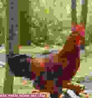 Công Ty Cổ Phần Tiên Viên