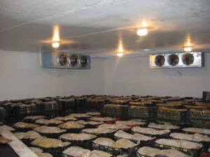 Chi Nhánh Công Ty Cổ Phần Điện Lạnh Công Nghiệp Thái Ngọc Tuấn