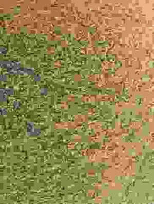 Nguyên Liệu Thức Ăn Chăn Nuôi Vạn Phát – Công Ty TNHH SX Nguyên Liệu Thức Ăn Chăn Nuôi Vạn Phát