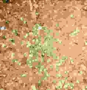 Nguyên Liệu Thức Ăn Chăn Nuôi Vạn Phát – Công Ty TNHH SX Nguyên Liệu Thức Ăn Chăn Nuôi Vạn Phát