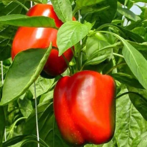 Nông Sản An Phú – Hợp Tác Xã Dịch Vụ Nông Nghiệp Tổng Hợp An Phú