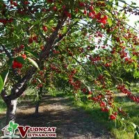 Cay Cherry 200×200 1