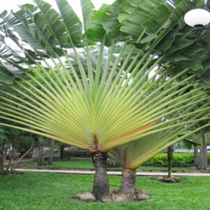 Công Ty Trách Nhiệm Hữu Hạn Một Thành Viên Dịch Vụ Cảnh Quan Đồng Nai