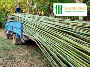 Nhà Cung Cấp Tre Tầm Vông Đàm Phương