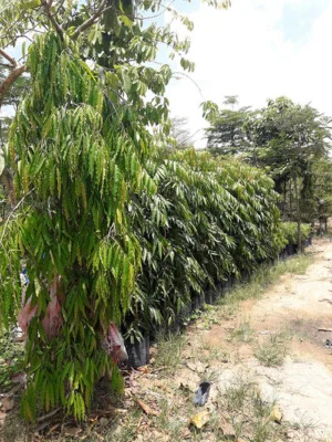 Cây Xanh Thiên Xanh Nam Long – Công Ty Trách Nhiệm Hữu Hạn Một Thành Viên Thương Mại Dịch Vụ Thiên Xanh – Nam Long