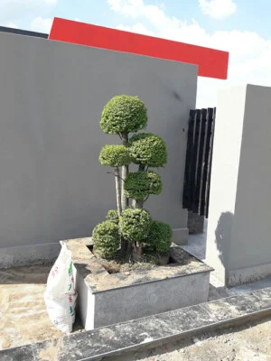 Cây Xanh Thiên Xanh Nam Long – Công Ty Trách Nhiệm Hữu Hạn Một Thành Viên Thương Mại Dịch Vụ Thiên Xanh – Nam Long