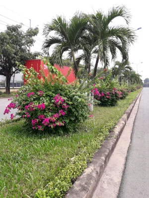 Cây Xanh Thiên Xanh Nam Long – Công Ty Trách Nhiệm Hữu Hạn Một Thành Viên Thương Mại Dịch Vụ Thiên Xanh – Nam Long