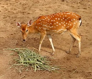 Nhung Hươu Phương Nam – Công Ty TNHH Nông Trại Xanh Phương Nam