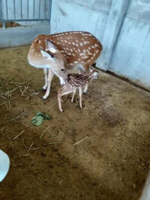 Nhung Hươu Phương Nam – Công Ty TNHH Nông Trại Xanh Phương Nam