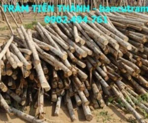Cừ Tràm Tiến Thành – Công Ty TNHH Dịch Vụ Phát Triển Tiến Thành