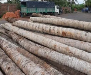 Cừ Tràm Tiến Thành – Công Ty TNHH Dịch Vụ Phát Triển Tiến Thành