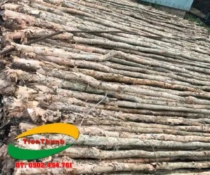 Cừ Tràm Tiến Thành – Công Ty TNHH Dịch Vụ Phát Triển Tiến Thành